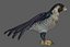 Falcon Bird