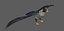 Falcon Bird