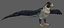 Falcon Bird