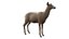 Odocoileus Virginianus attrezzato
