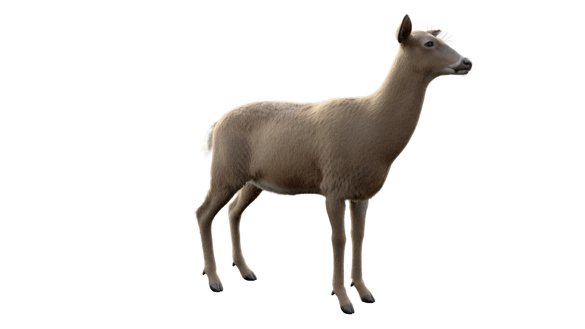 odocoileus virginianus rig model https://p.turbosquid.com/ts-thumb/iQ/8gpM8Q/2EL6sD01/turntable/png/1521870867/1920x1080/turn_fit_q99/3ea700b52daffb7b4fcdb80c074acf17f8015f82/turntable-1.jpg