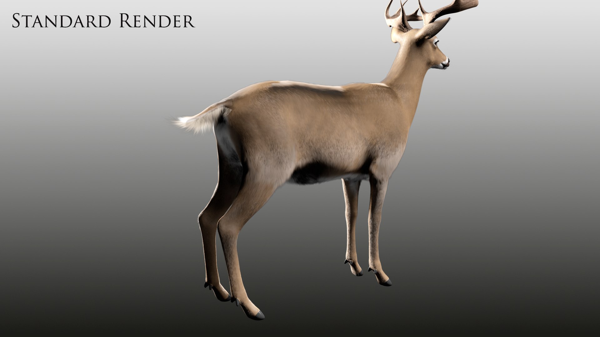 odocoileus virginianus rig model https://p.turbosquid.com/ts-thumb/iQ/8gpM8Q/Gmay7aCW/backstandard/png/1521870855/1920x1080/fit_q87/ed30bb3b4d23550970e84919b302d12771ac817b/backstandard.jpg