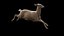 Odocoileus Virginianus attrezzato