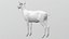 Odocoileus Virginianus attrezzato
