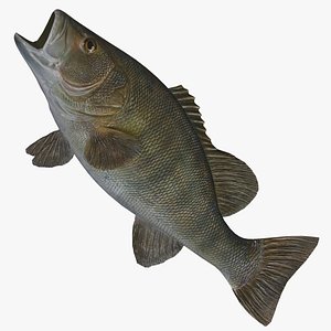 3ds max wall small mouth bass