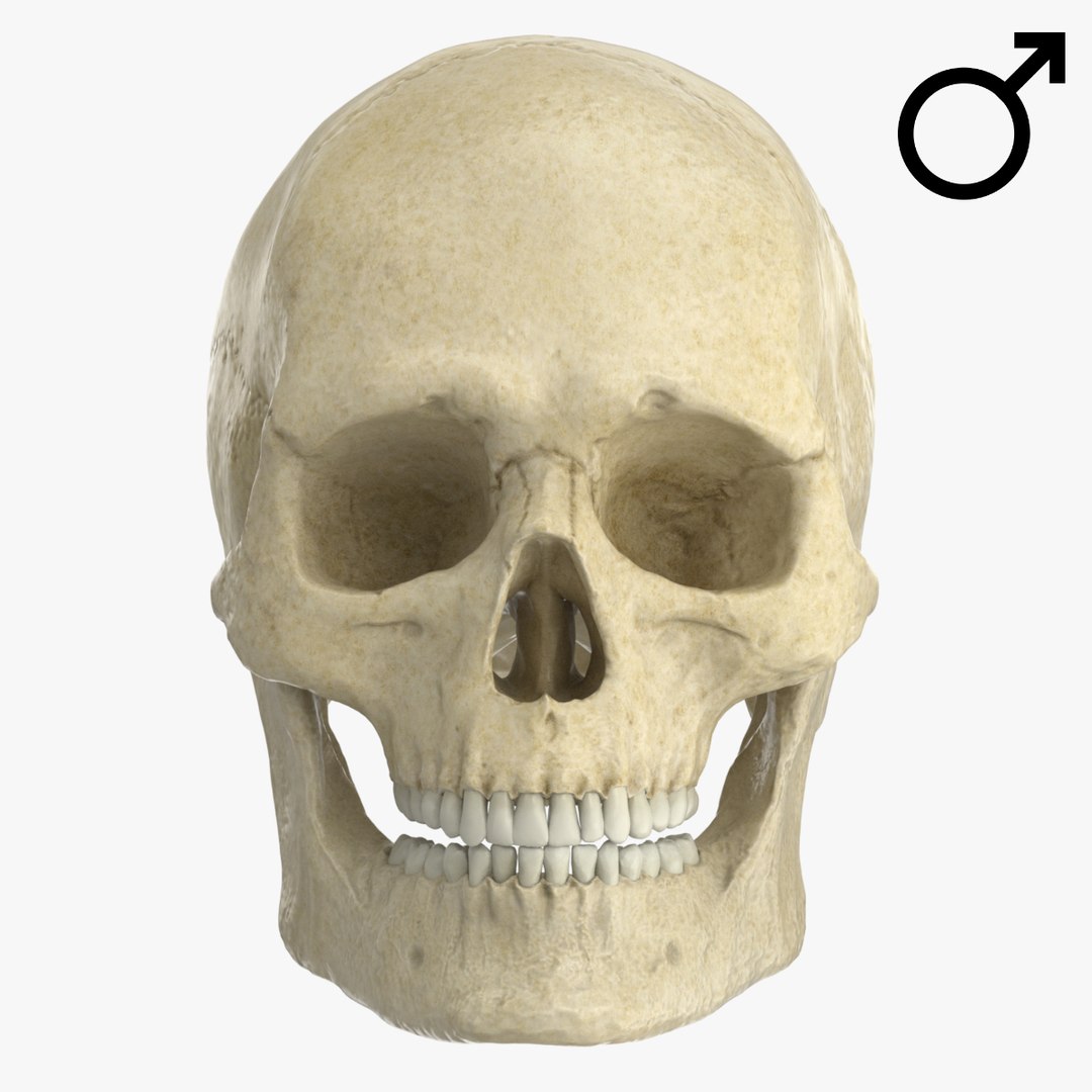 マオナガ 頭骨 ペーシュ・カショーロ 18cm頭骨レプリカ Payara, 18cm skull