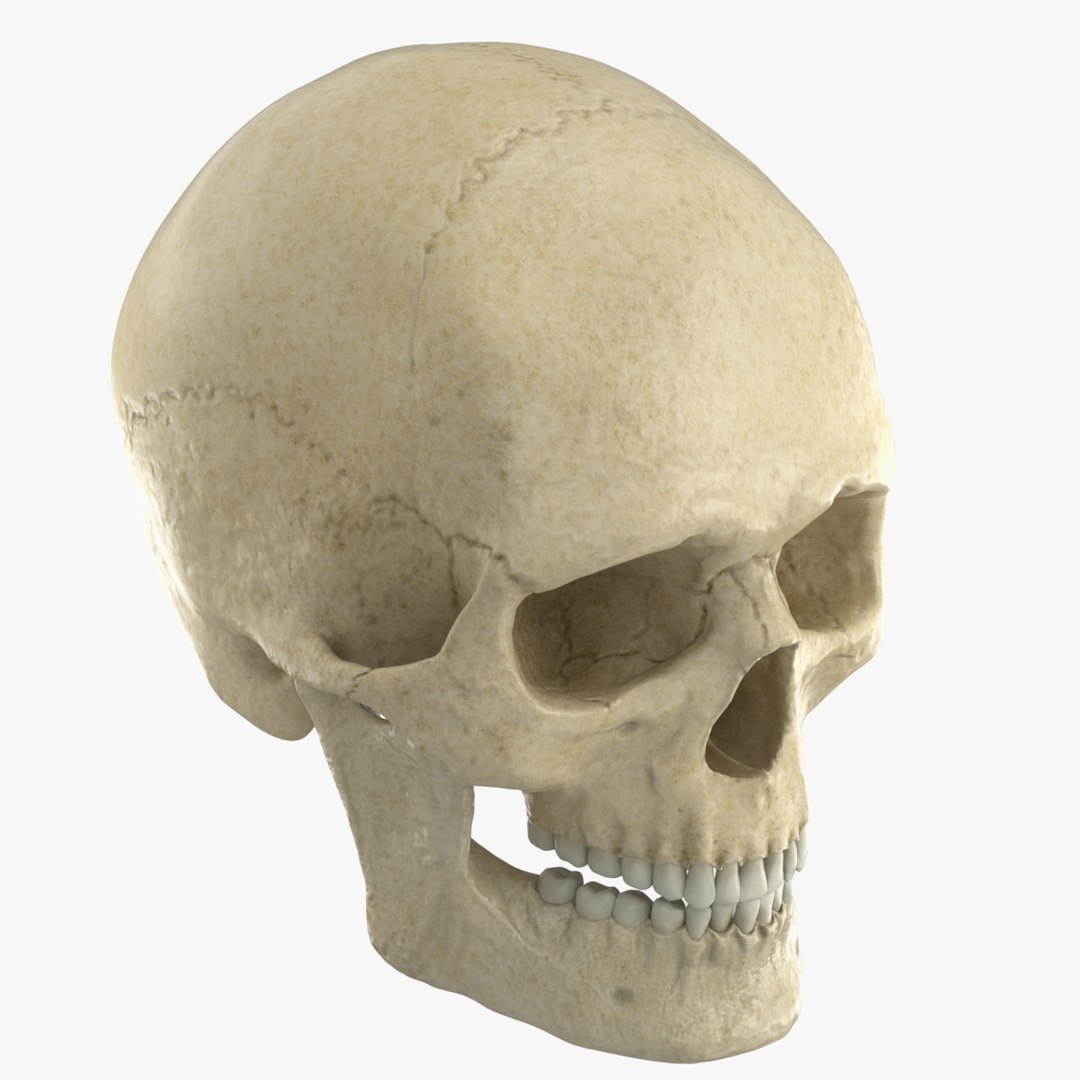 Caucasoid Male Skull 3d Max