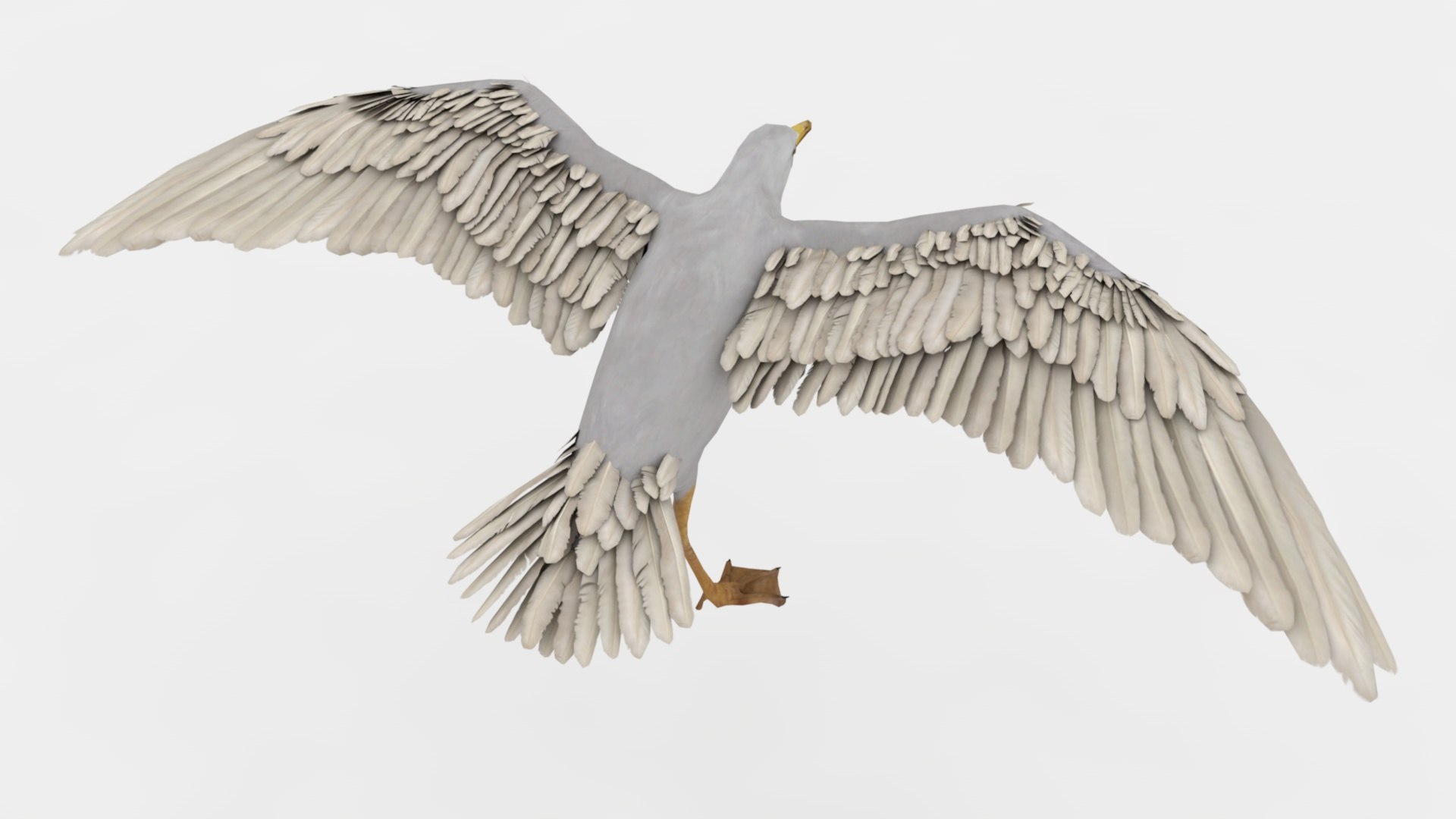 3D Seagull Rigged And Animated - TurboSquid 2348762