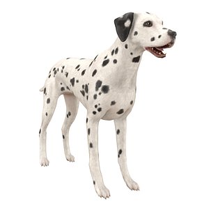 Dog Dalmatian RIGGED
