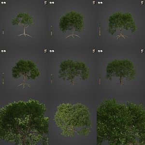 2021 PBR Cork Oak Collection - Quercus Suber 3D model