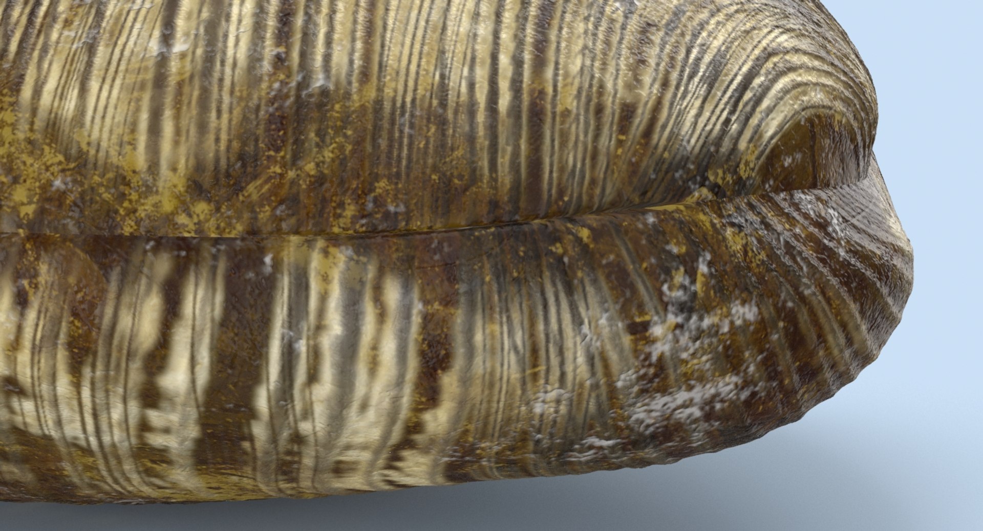 Clam---clam-03 3D Model - TurboSquid 1156147