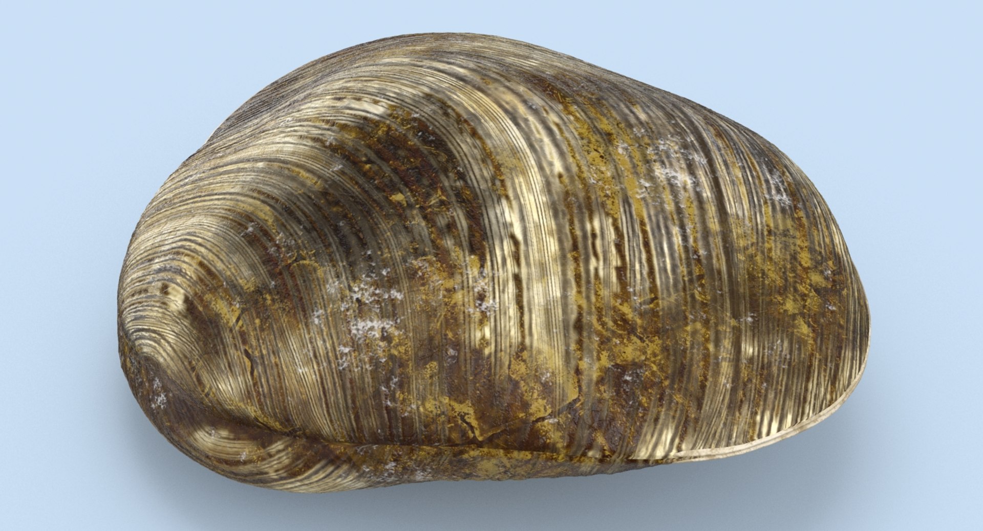 Clam---clam-03 3D Model - TurboSquid 1156147