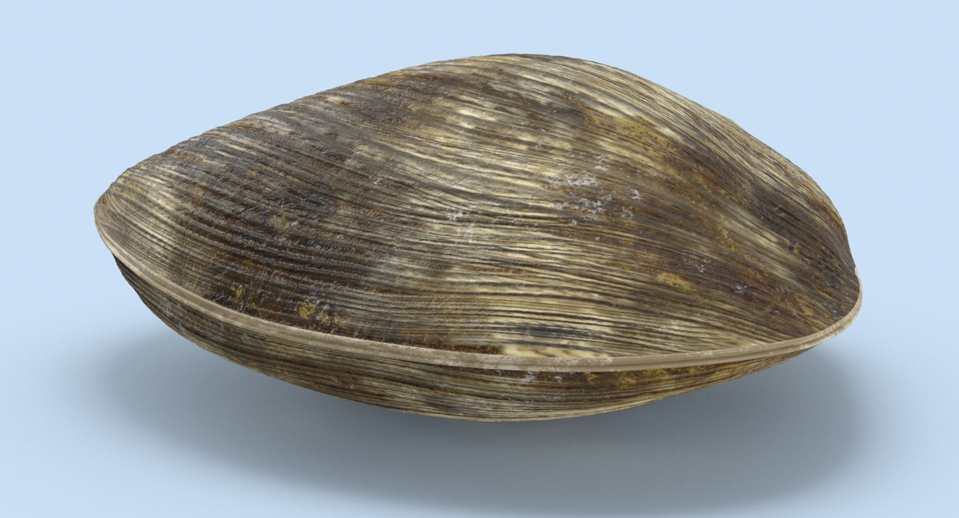 Clam---clam-03 3D Model - TurboSquid 1156147