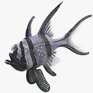 Longfin Cardinalfish Rigged for Maya 3D