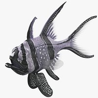 Longfin Cardinalfish Rigged for Maya