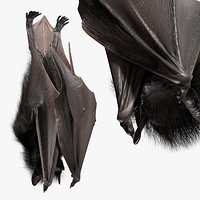 Hanging Bat Fur For Blender
