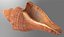Brunneifusus carinifer Sea Shell