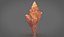 Brunneifusus carinifer Sea Shell