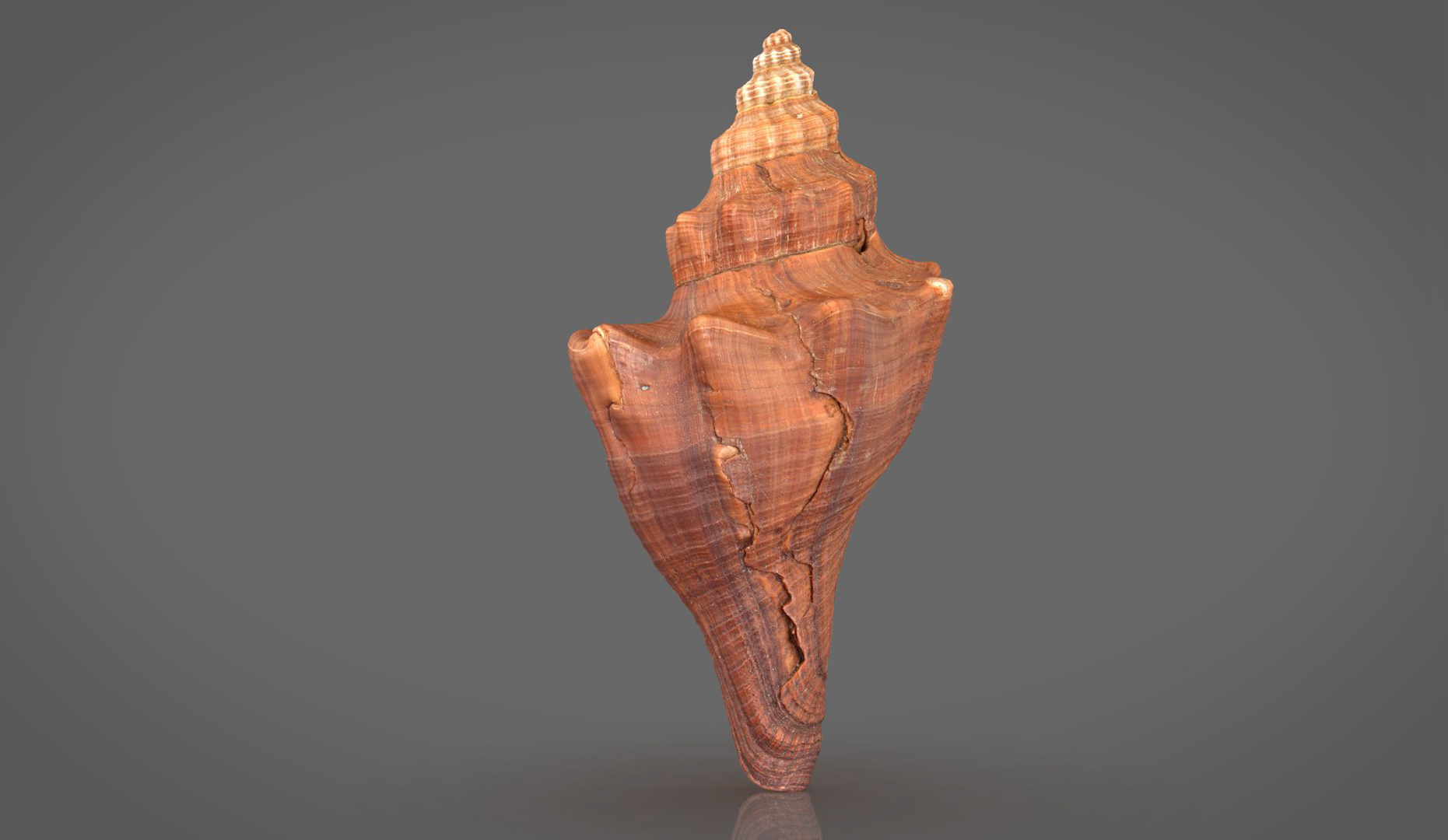 3D model Brunneifusus carinifer Sea Shell https://p.turbosquid.com/ts-thumb/iR/1FO0Ih/Qo/s6/jpg/1685818874/1920x1080/turn_fit_q99/ef6d4bbe63b6a6a6bb8cdf23fd6974ec758b5fe9/s6-1.jpg