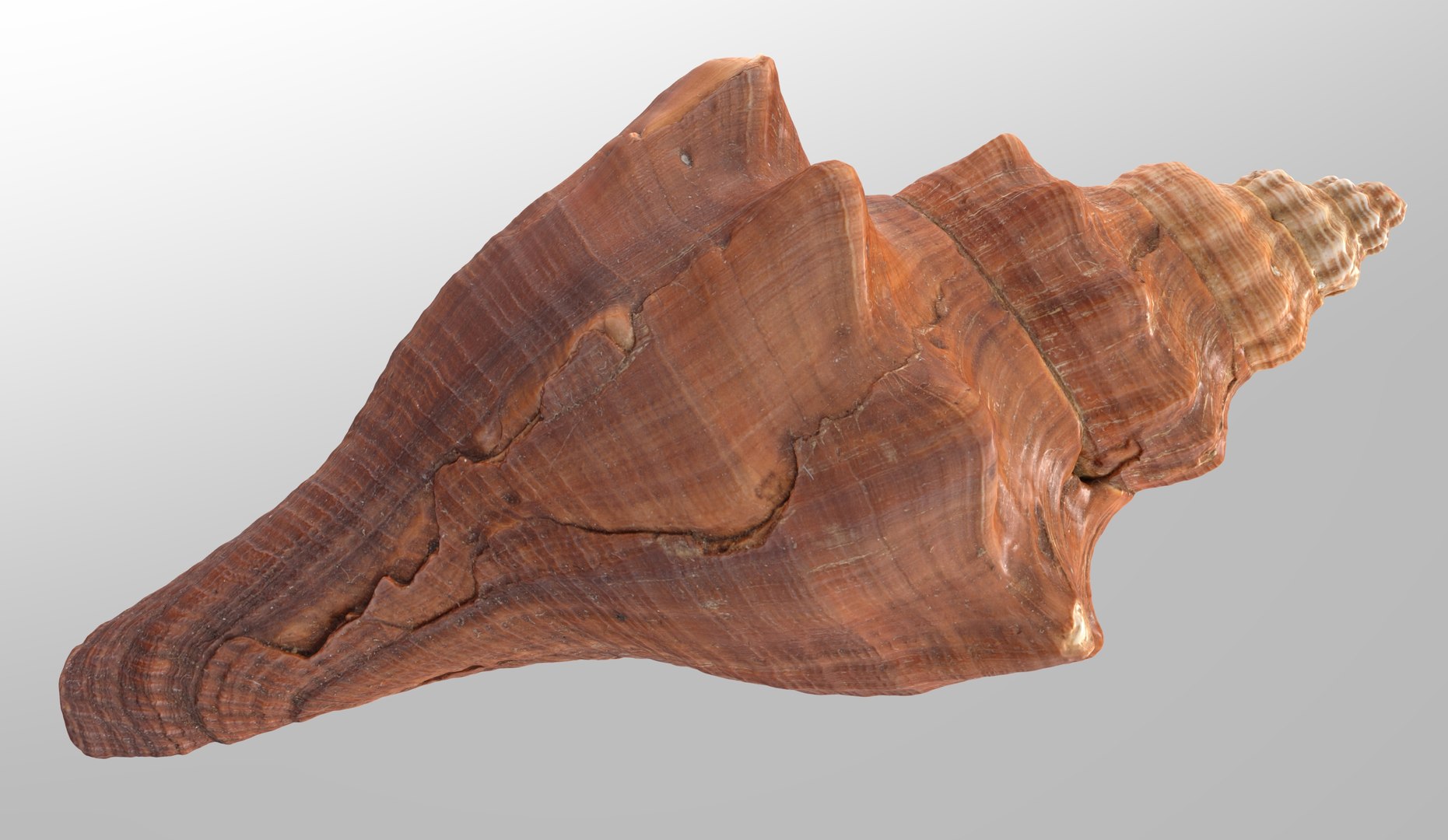 3D model Brunneifusus carinifer Sea Shell https://p.turbosquid.com/ts-thumb/iR/1FO0Ih/aj/p.237070/jpg/1685818812/1920x1080/fit_q87/c13941d4118d971c82b07a909664bf7362e88fe6/p.237070.jpg