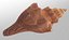Brunneifusus carinifer Sea Shell