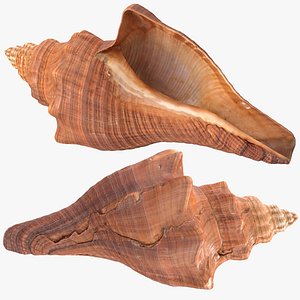3D model Brunneifusus carinifer Sea Shell