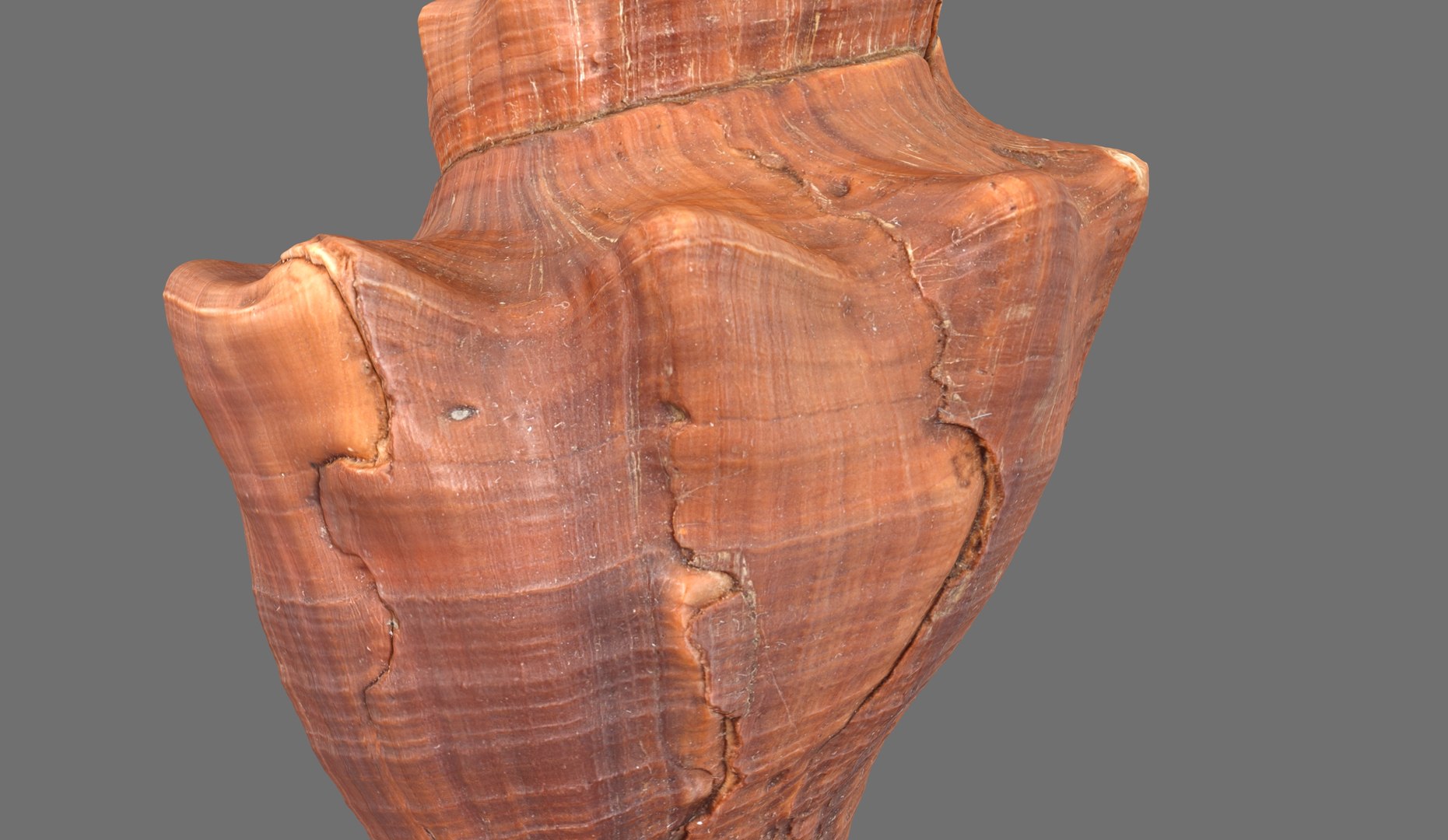3D model Brunneifusus carinifer Sea Shell https://p.turbosquid.com/ts-thumb/iR/1FO0Ih/m4/s6.237066/jpg/1685818813/1920x1080/fit_q87/ddff64a2e9abcbfd39821cc72b4bcf758cf4d0db/s6.237066.jpg