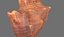 Brunneifusus carinifer Sea Shell