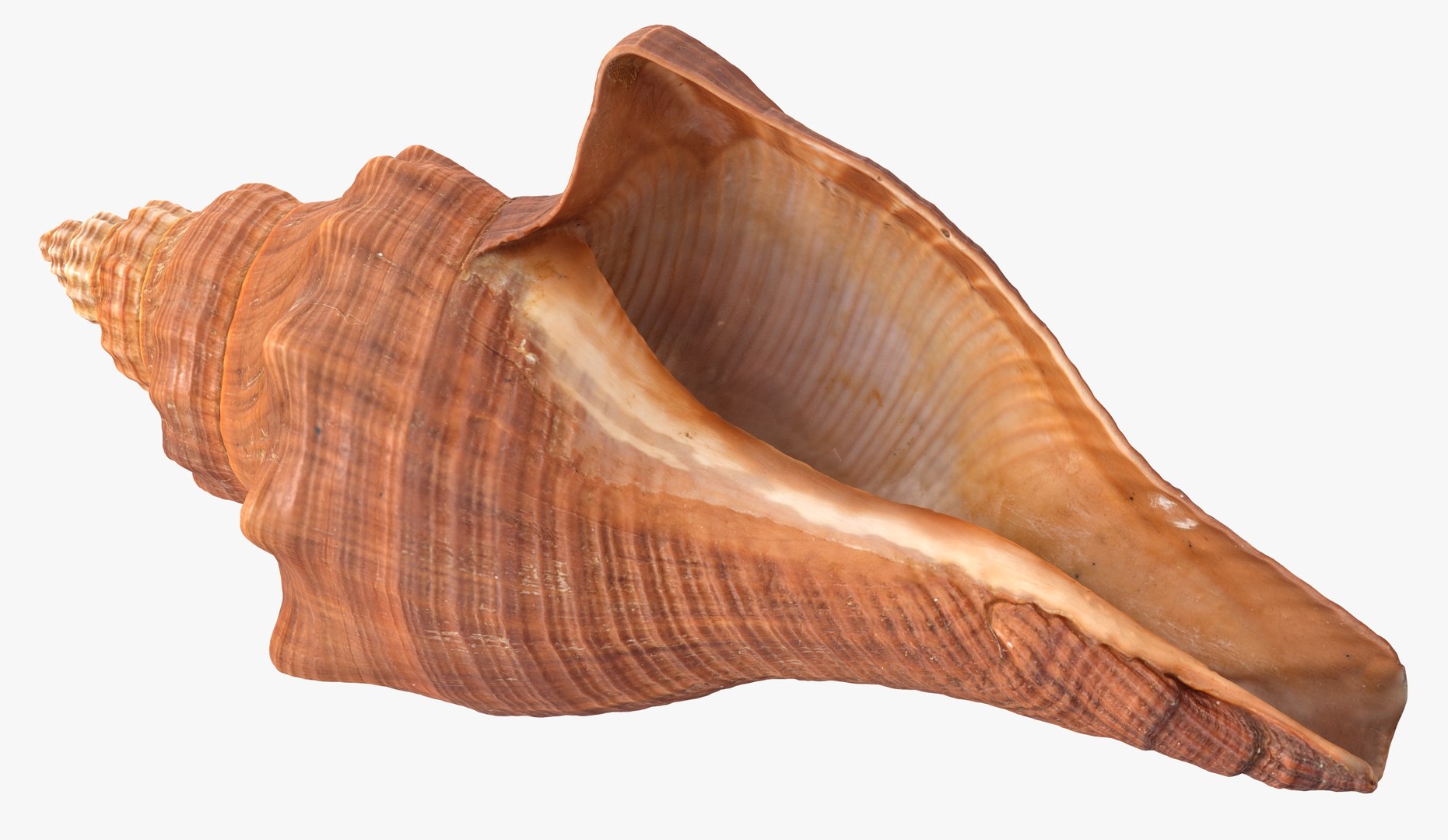 3D model Brunneifusus carinifer Sea Shell https://p.turbosquid.com/ts-thumb/iR/1FO0Ih/n8/p/jpg/1685818845/1920x1080/fit_q87/bc7b3e40cde44004c2e006827b68482f4bd68f65/p.jpg