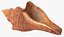 Brunneifusus carinifer Sea Shell