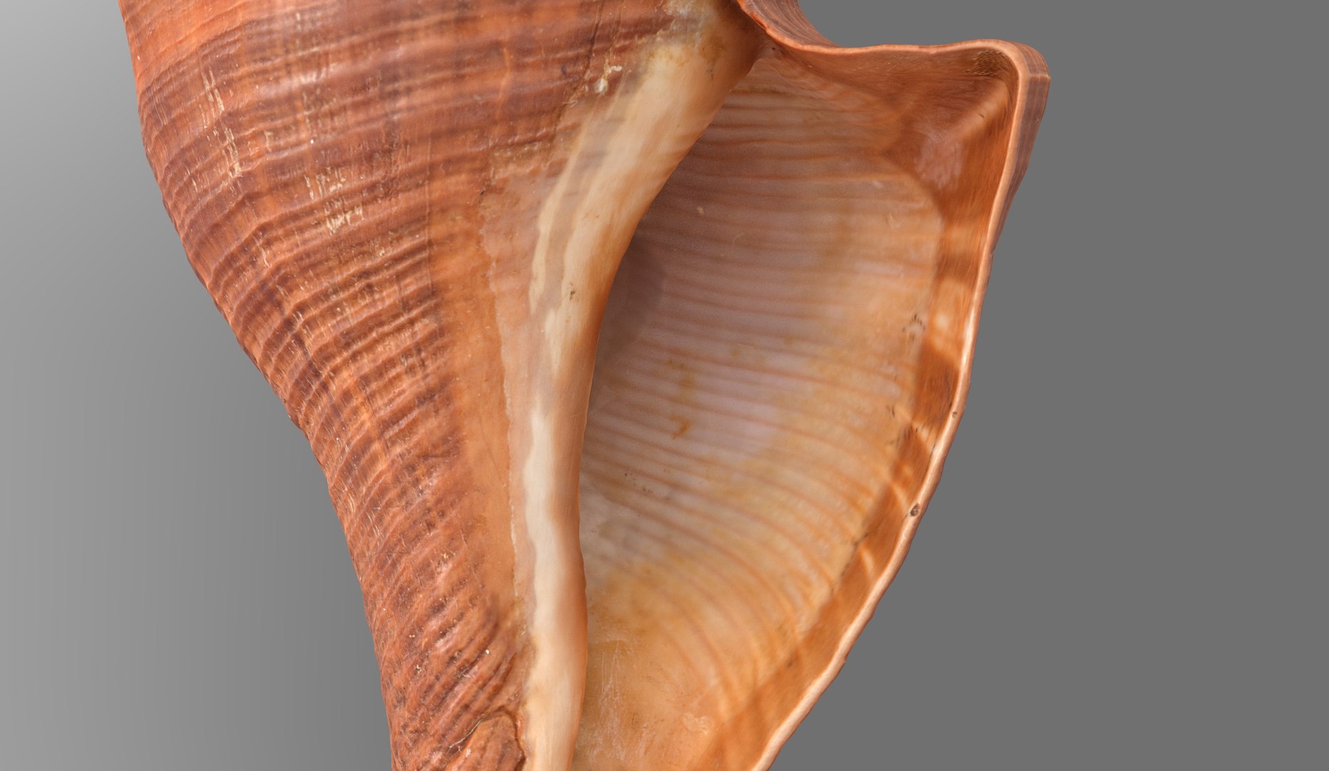 3D model Brunneifusus carinifer Sea Shell https://p.turbosquid.com/ts-thumb/iR/1FO0Ih/pC/s6.237067/jpg/1685818814/1920x1080/fit_q87/9d3264181670aaa83f54ed06eb2751b356140804/s6.237067.jpg