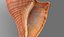 Brunneifusus carinifer Sea Shell