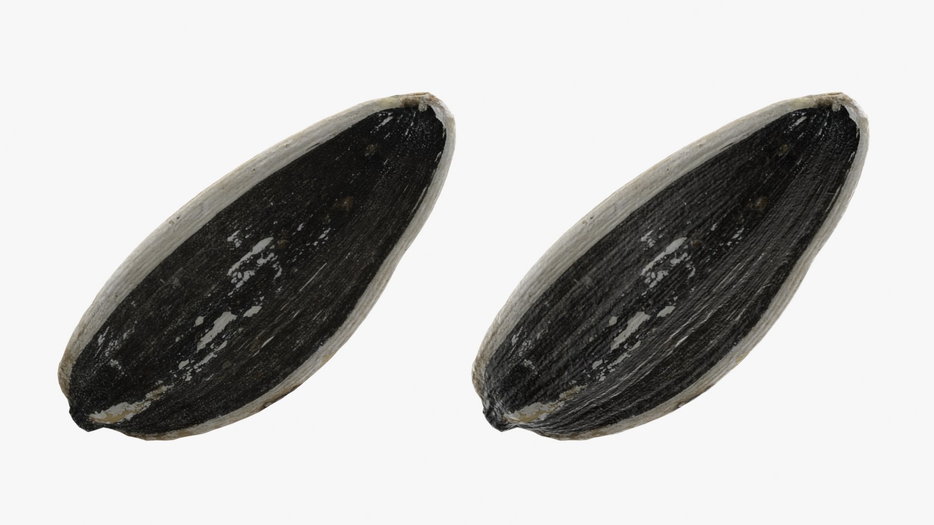 3D Sunflower Seeds model https://p.turbosquid.com/ts-thumb/iR/5NO1g4/3Q/sunflowerseed01_0017/png/1764606873/1920x1080/fit_q87/9726ae9450026ded28db8540dadc701d25a86075/sunflowerseed01_0017.jpg