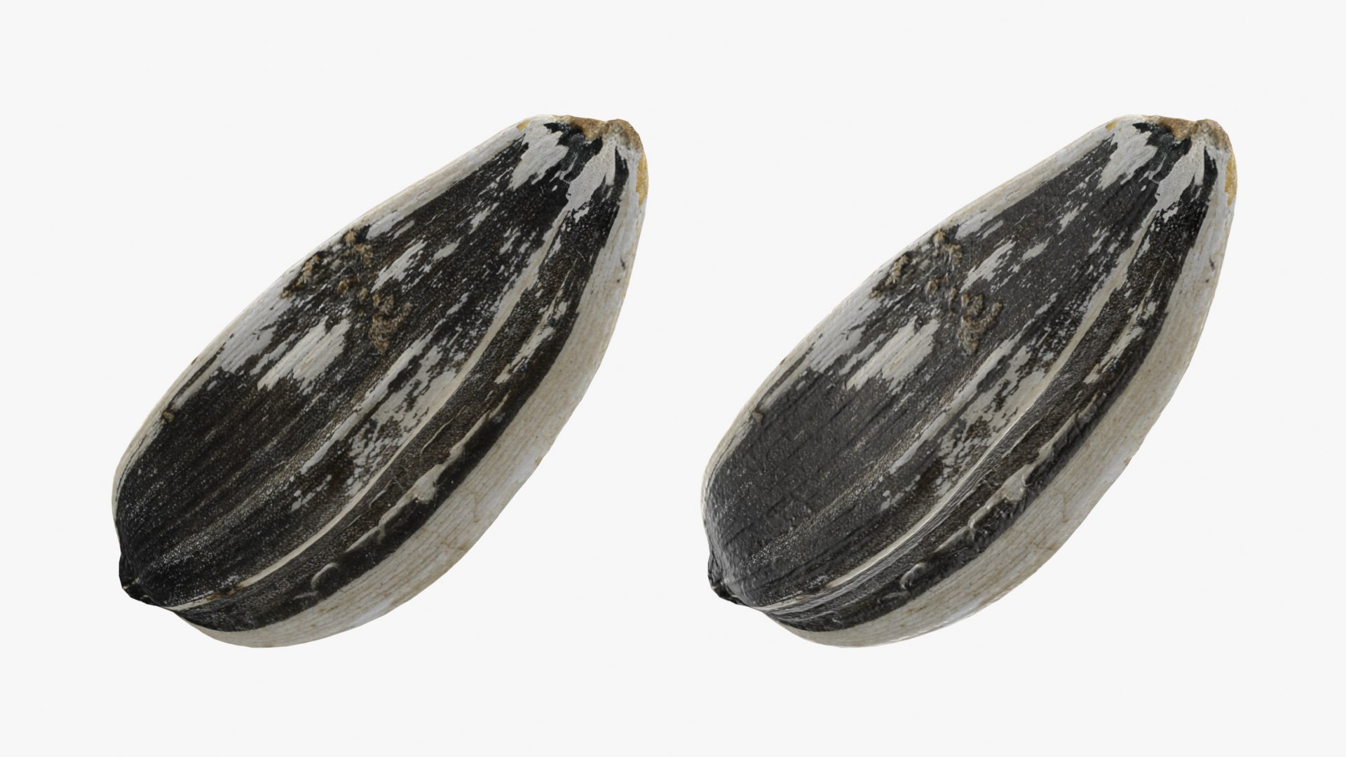 3D Sunflower Seeds model https://p.turbosquid.com/ts-thumb/iR/5NO1g4/pL/sunflowerseed01_0015/png/1764606869/1920x1080/fit_q87/e9c5f144adb498577602a06f8839d27057b45ad6/sunflowerseed01_0015.jpg