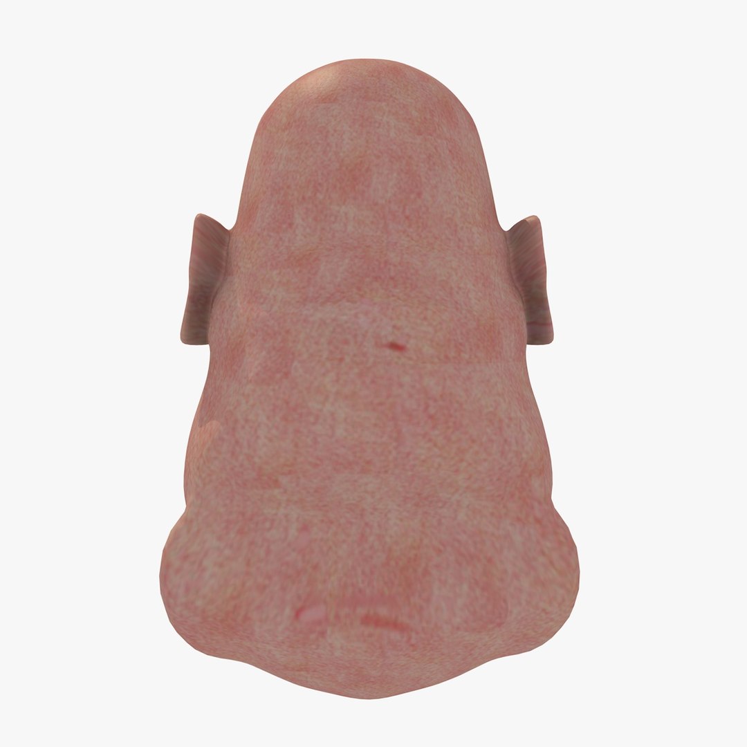 3d fat old man head https://p.turbosquid.com/ts-thumb/iR/G9xqk4/sXle1lS7/fatmanhead4/jpg/1444292952/1920x1080/fit_q87/509682ef6046715417cf923d88a4134cd20f8c63/fatmanhead4.jpg