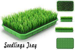 Seedlings Tray # 4