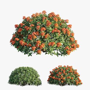 Ixora plant set 10