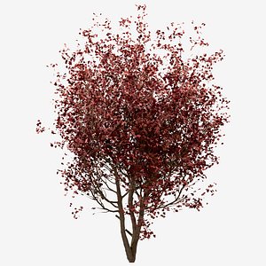 3D Set of Red Maple or Acer Rubrum Trees - 3 Trees
