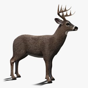 white tailed deer 2 3D model