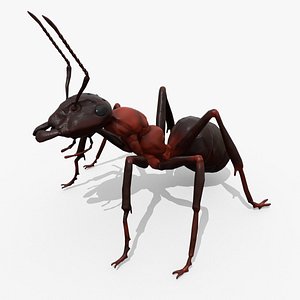 Ant