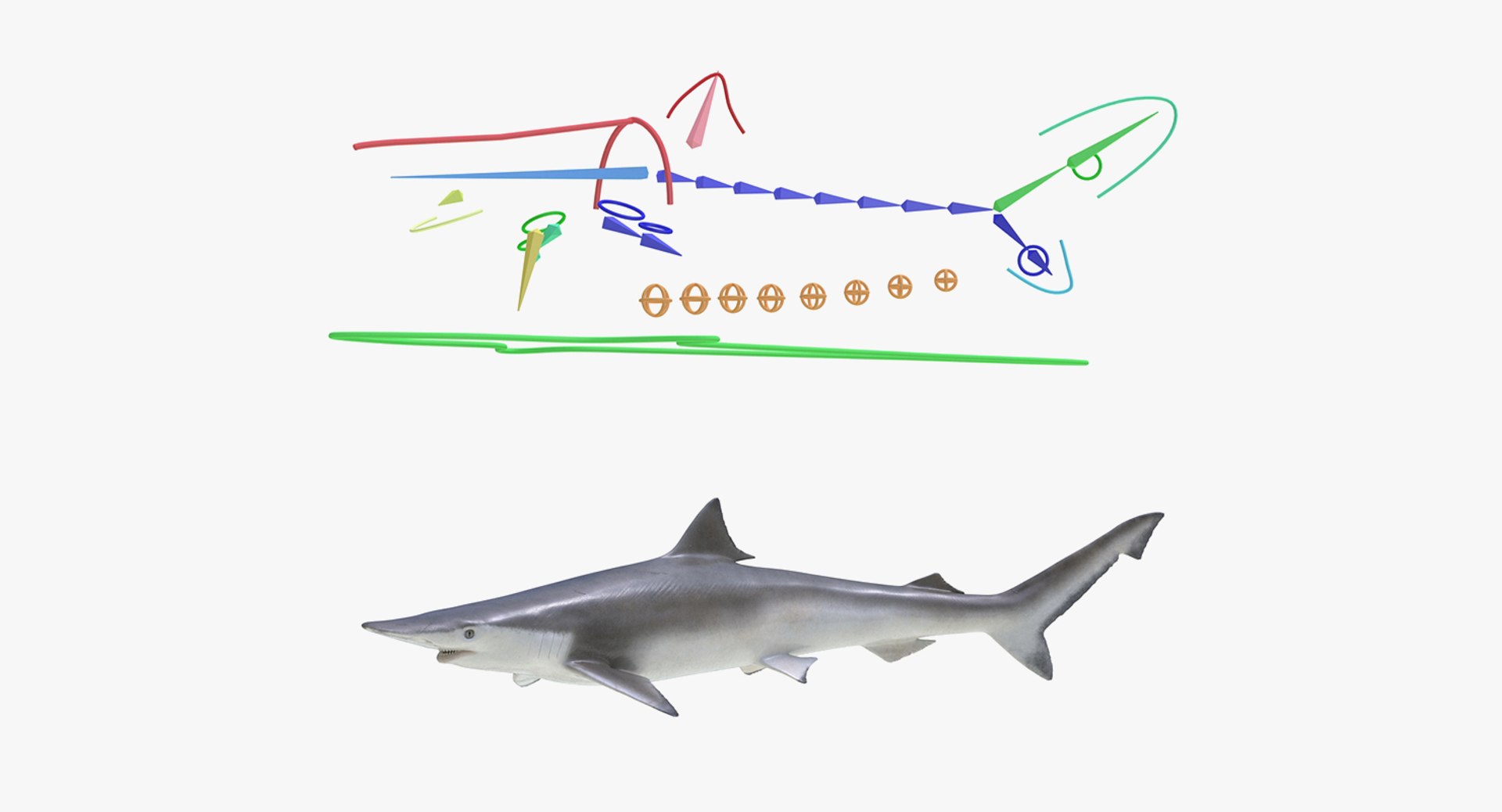 Rigged Sharks 4 3D Model - TurboSquid 1430978