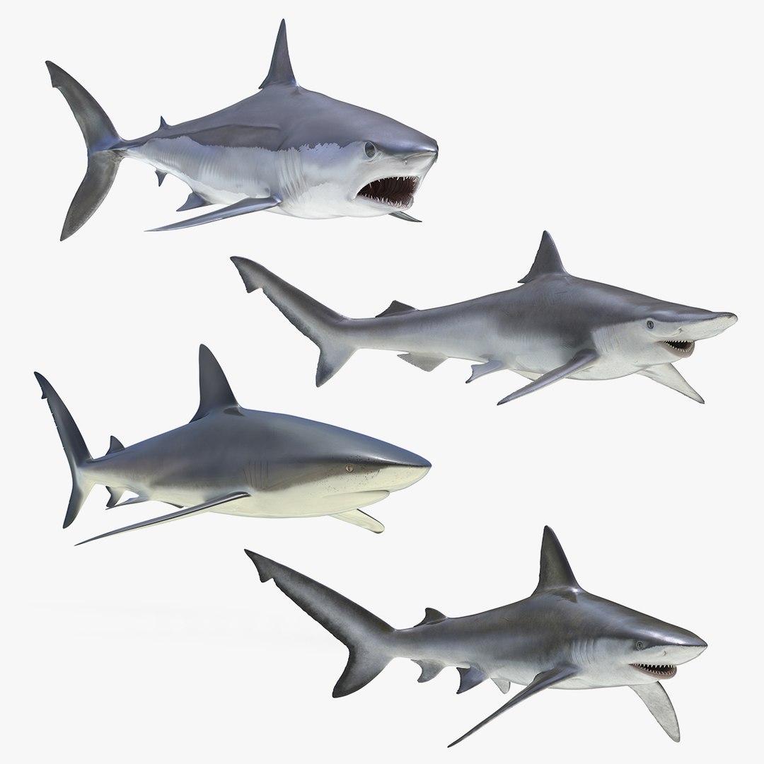 Rigged Sharks Collection 4 3D model preview