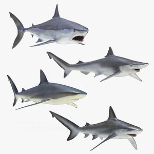 rigged sharks 4 3D model