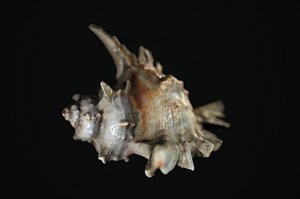 shell animal 3D model