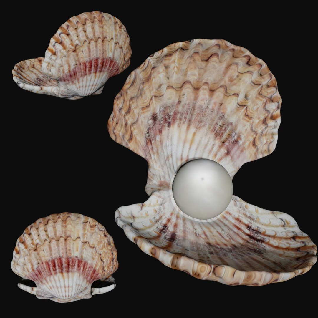 Clam Shell Pearl 3D Model - TurboSquid 1544998