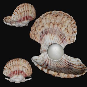 clam shell sea shell