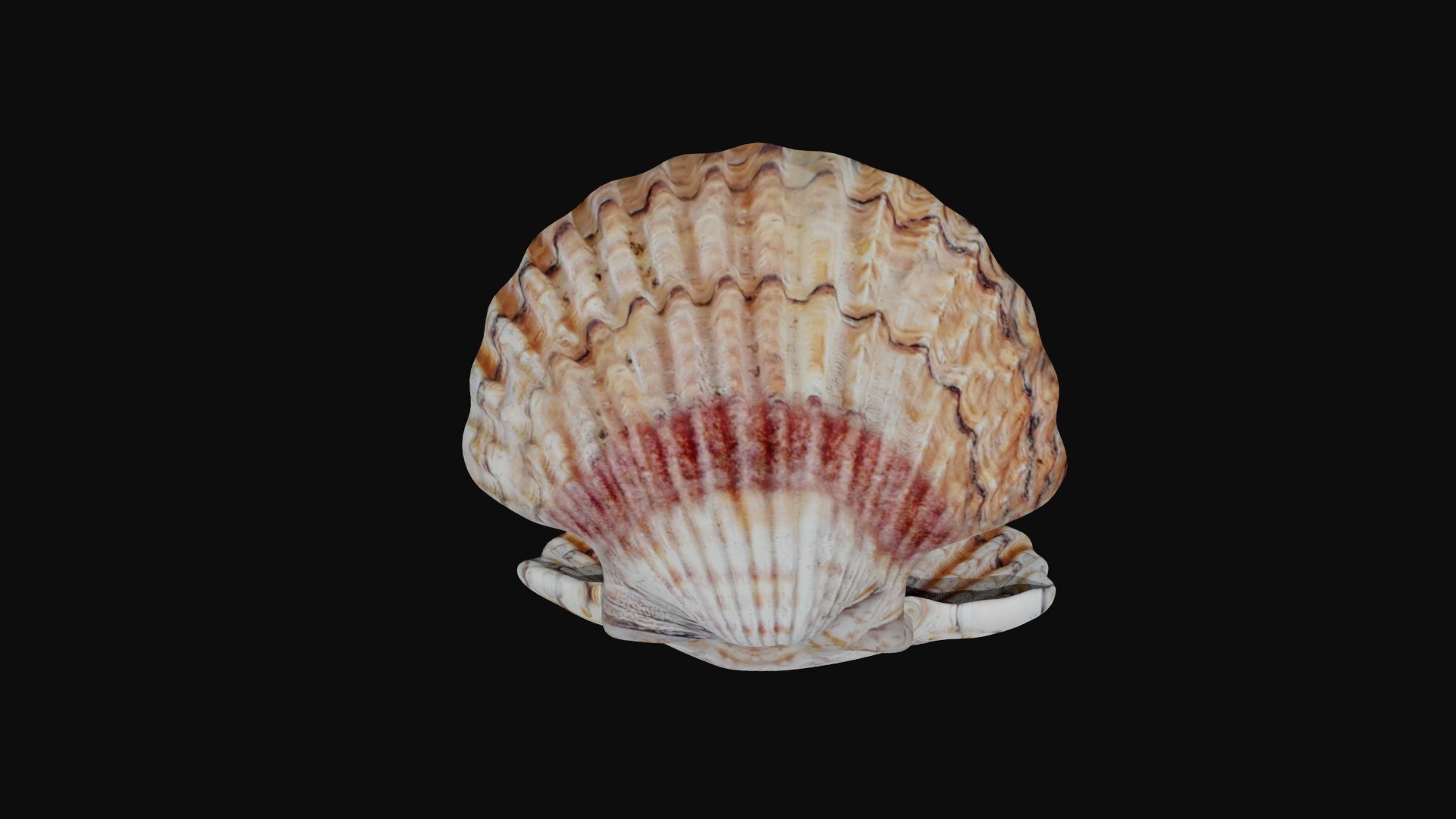 Clam Shell Sea Shell 3D - TurboSquid 1757086