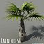 rainforest forest 3D model