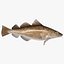 cod