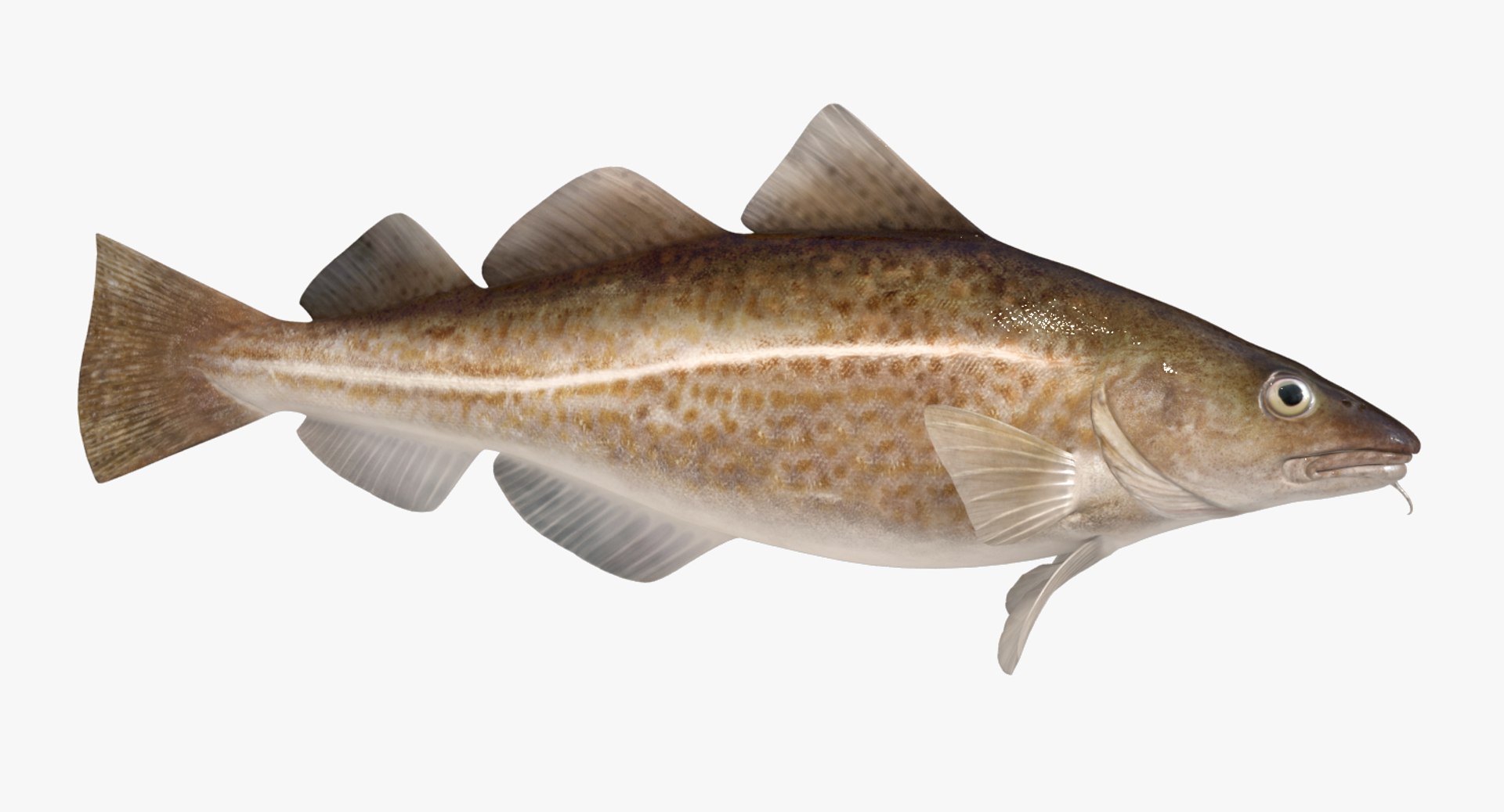 3d model cod animation https://p.turbosquid.com/ts-thumb/iR/rHiOHz/vdplTvlG/cod_1_fish/jpg/1486488638/1920x1080/fit_q87/301f4267d62cbef5ed1e65a52f609d6bca3dfe89/cod_1_fish.jpg
